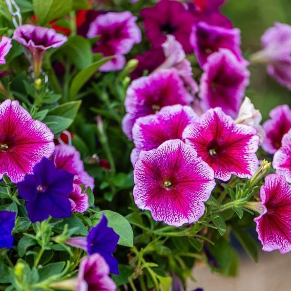 Petunia 'Surfinia' Collection