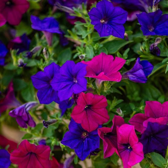 Petunia 'Surfinia' Collection