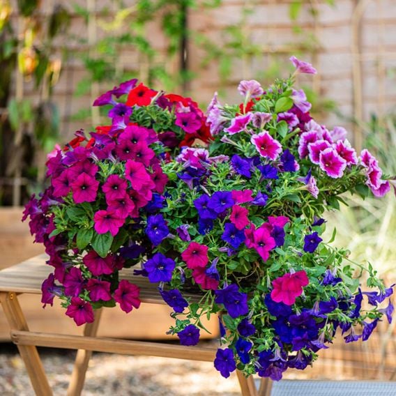 Petunia 'Surfinia' Collection