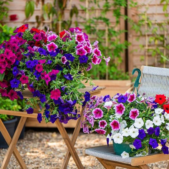 Petunia 'Surfinia' Collection