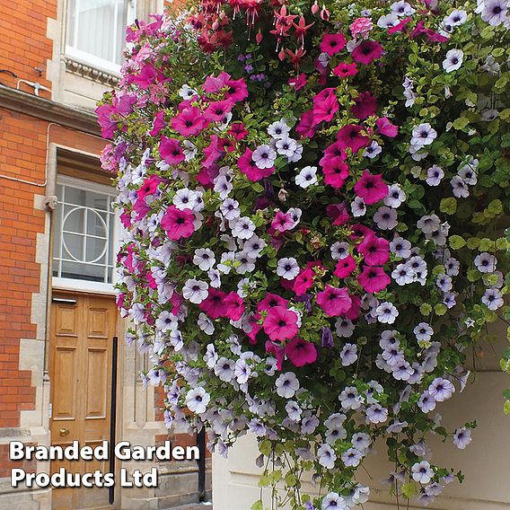 Nurseryman's Choice Hanging Basket Mixed Collection