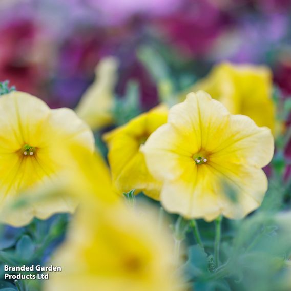 Petunia 'Surfinia Yellow'