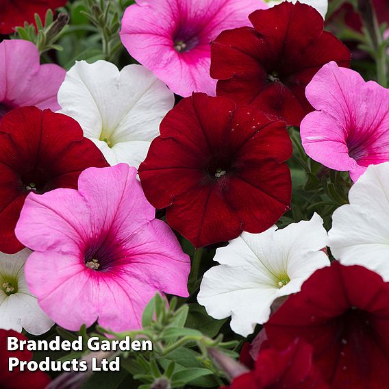 Petunia 'Easy Wave Sweetheart' (Mixed)