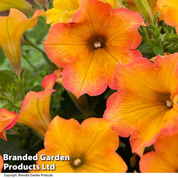 Petunia ‘Crazytunia® Terracotta’