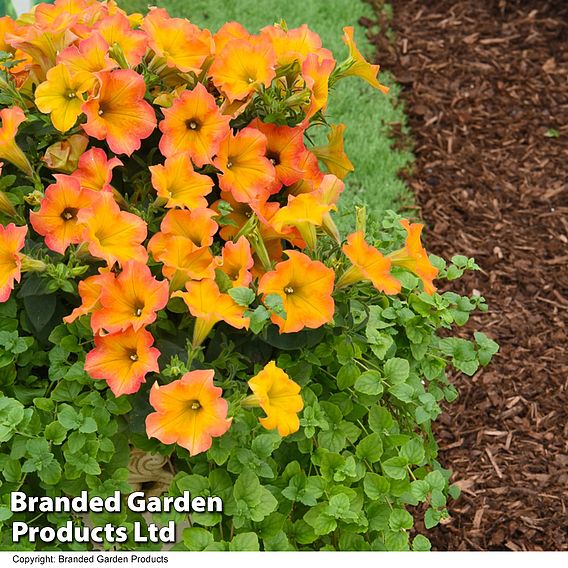 Petunia ‘Crazytunia® Terracotta’