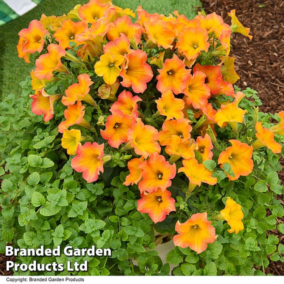 Petunia ‘Crazytunia® Terracotta’