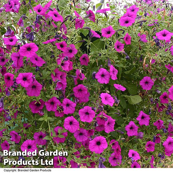 Petunia 'Tickled Pink'