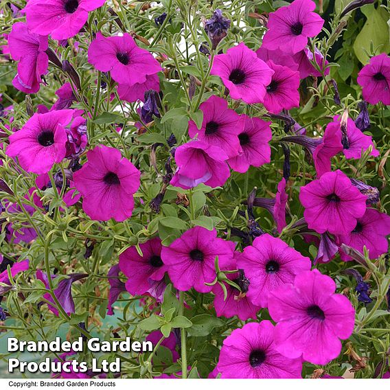 Petunia 'Tickled Pink'