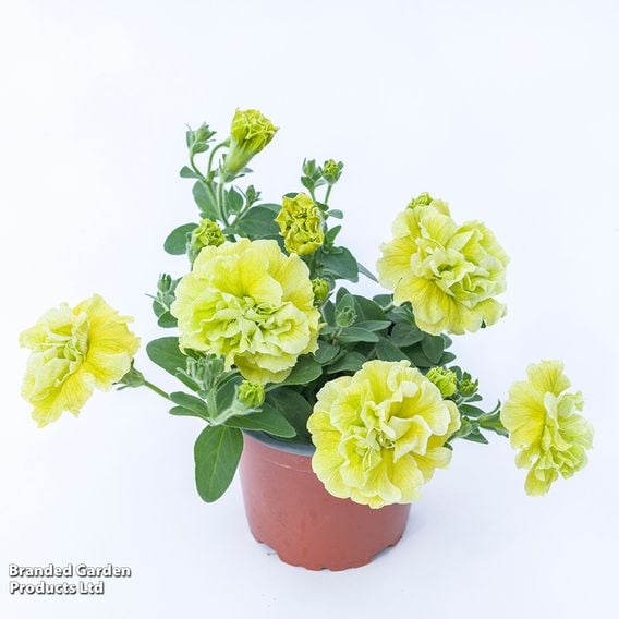 Petunia 'Tumbelina Matilda'