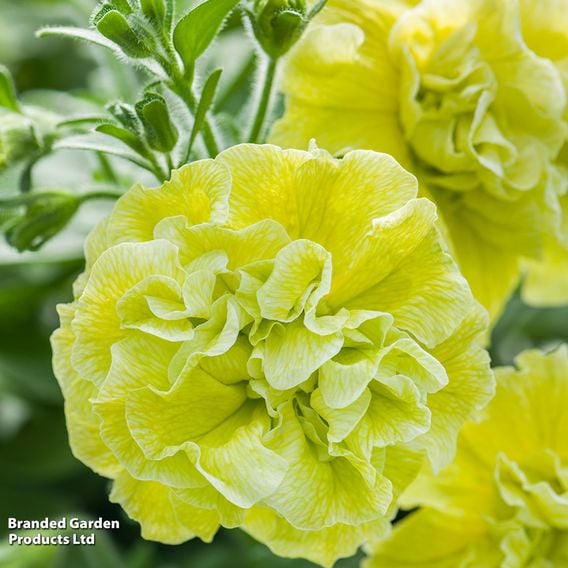 Petunia 'Tumbelina Matilda'