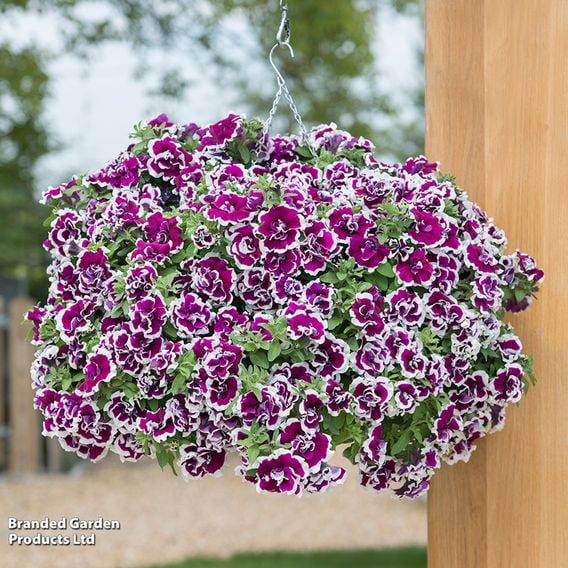 Petunia 'Frills & Spills&trade; Bella'