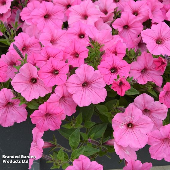 Petunia 'Supertunia Vista® Bubblegum'