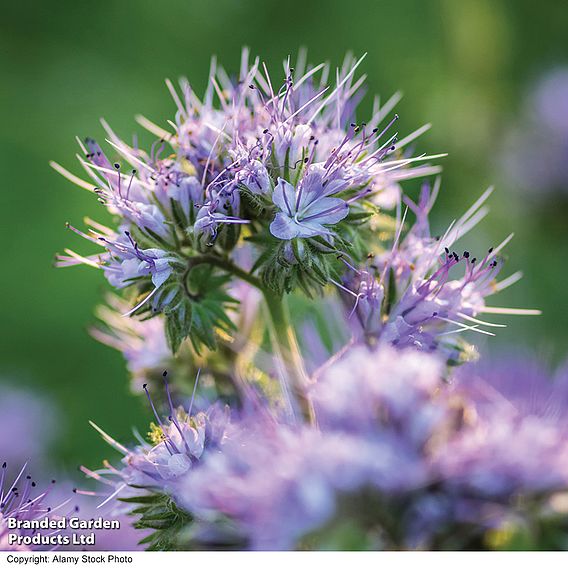Phacelia 'Lacy' - Seeds