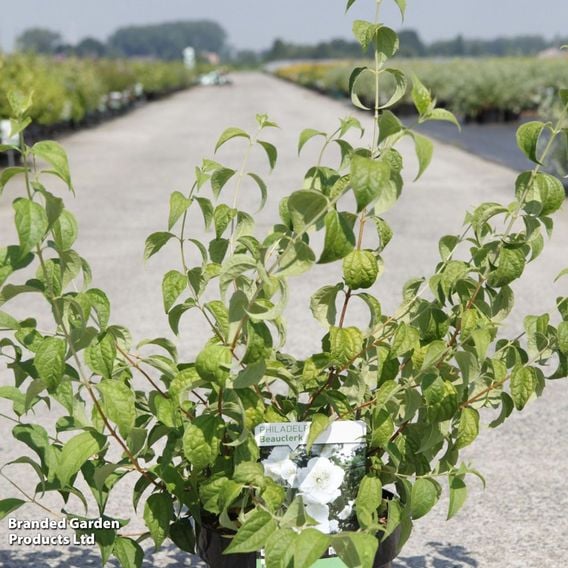 Philadelphus 'Beauclerk'