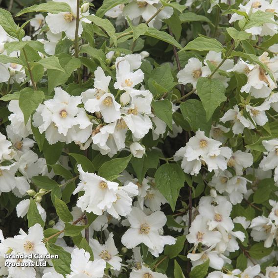 Philadelphus 'Belle Etoile'