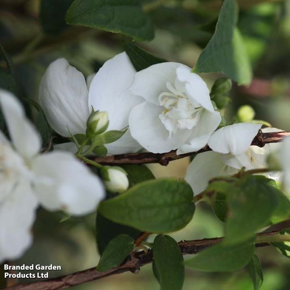 Philadelphus 'Belle Etoile'