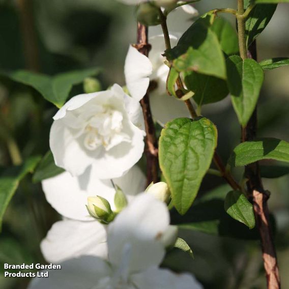 Philadelphus 'Belle Etoile'