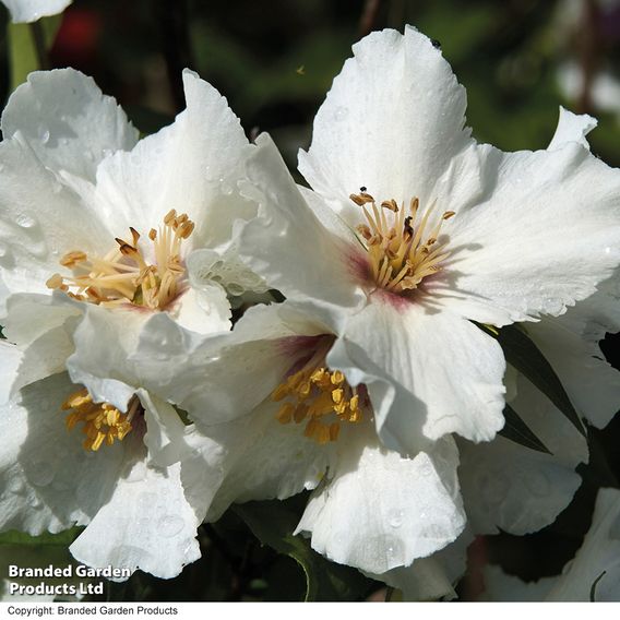 Philadelphus 'Belle Etoile'