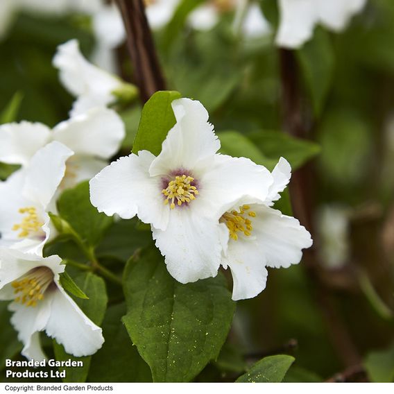 Philadelphus 'Belle Etoile'
