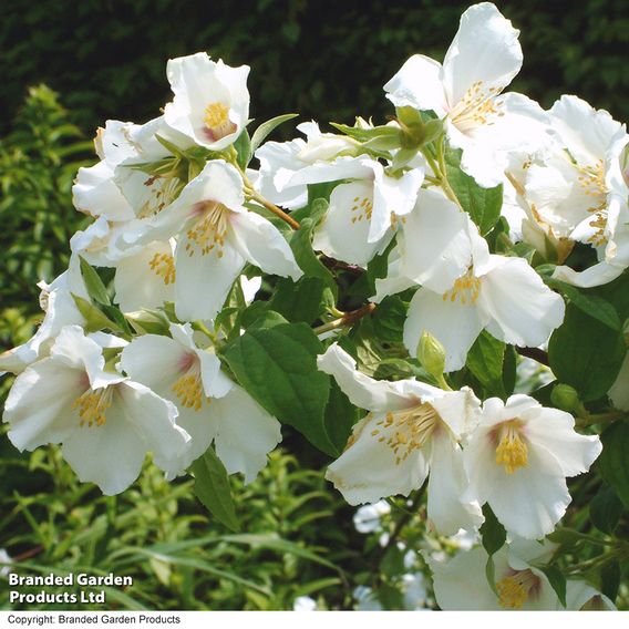Philadelphus 'Belle Etoile'