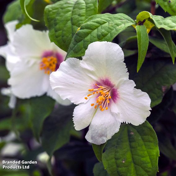 Philadelphus 'Belle Etoile'