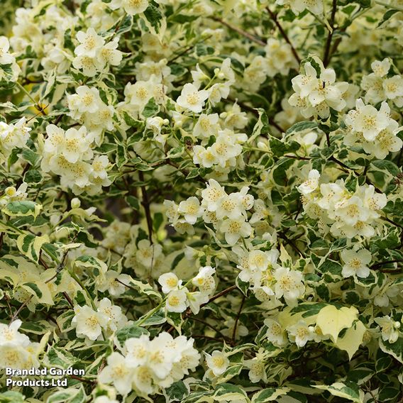 Philadelphus coronarius 'Variegatus'