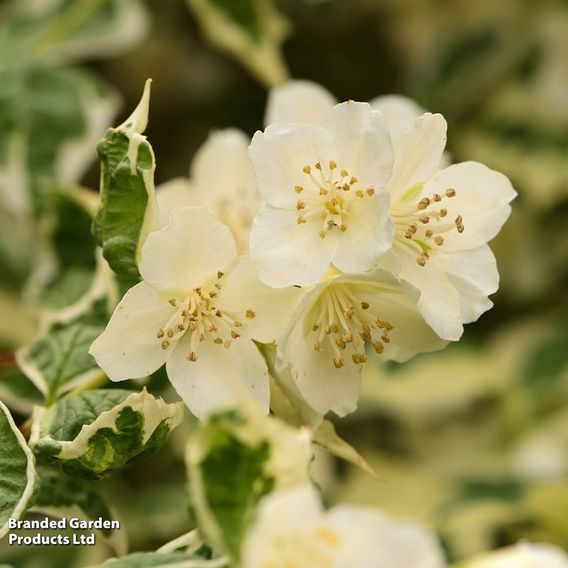 Philadelphus coronarius 'Variegatus'