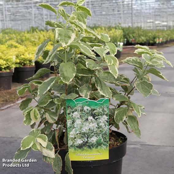 Philadelphus coronarius 'Variegatus'