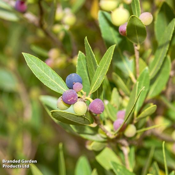 Phillyrea latifolia