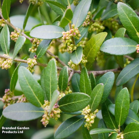 Phillyrea latifolia