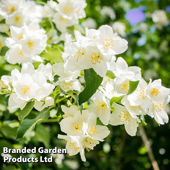 Philadelphus 'Lemoinei'