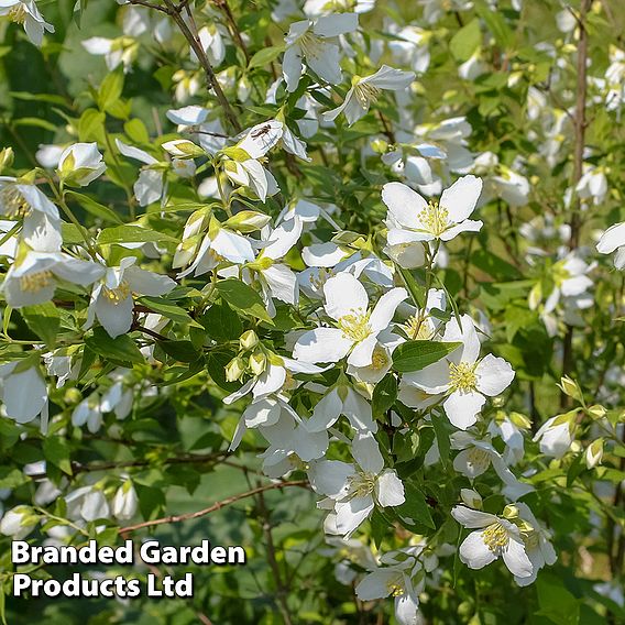 Philadelphus 'Lemoinei'