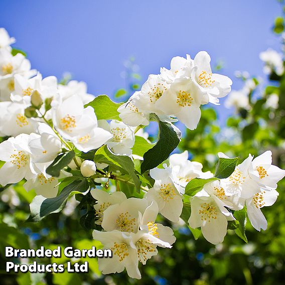 Philadelphus 'Lemoinei'