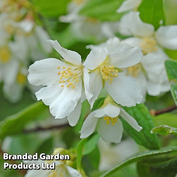 Philadelphus 'Lemoinei'