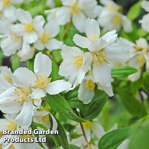 Philadelphus 'Lemoinei'