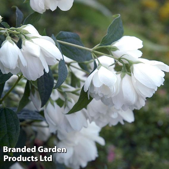 Philadelphus 'Little White Love'