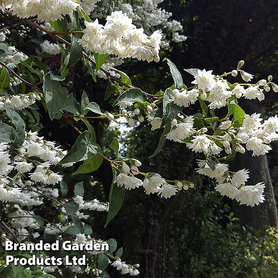 Philadelphus 'Manteau d'Hermine'