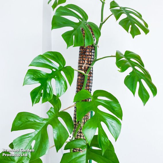 Philodendron minima