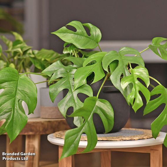 Philodendron minima