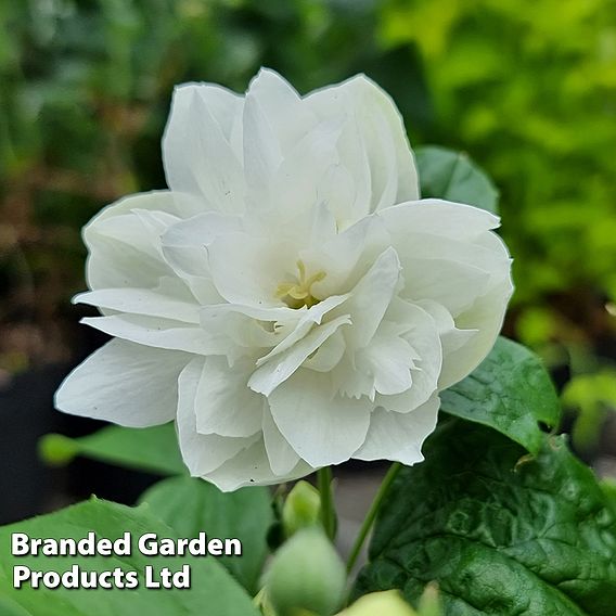 Philadelphus 'Pearls of Perfume'