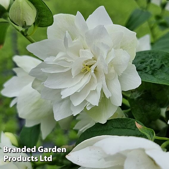 Philadelphus 'Pearls of Perfume'