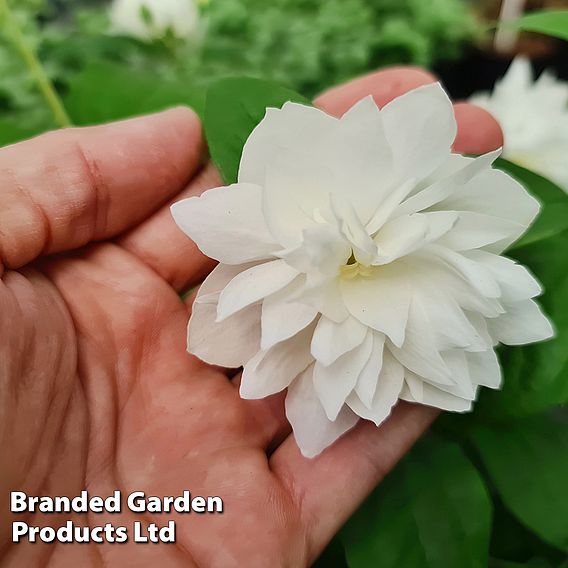 Philadelphus 'Pearls of Perfume'