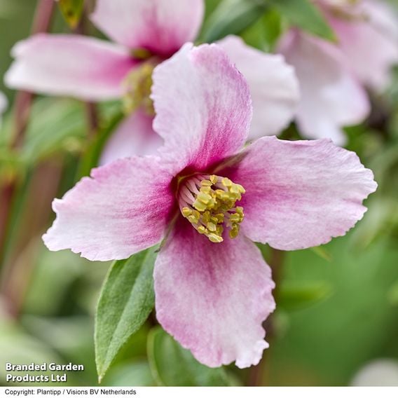 Philadelphus 'Petite Perfume Pink'