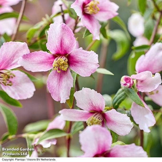 Philadelphus 'Petite Perfume Pink'
