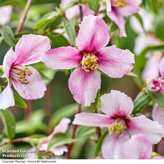 Philadelphus 'Petite Perfume Pink'