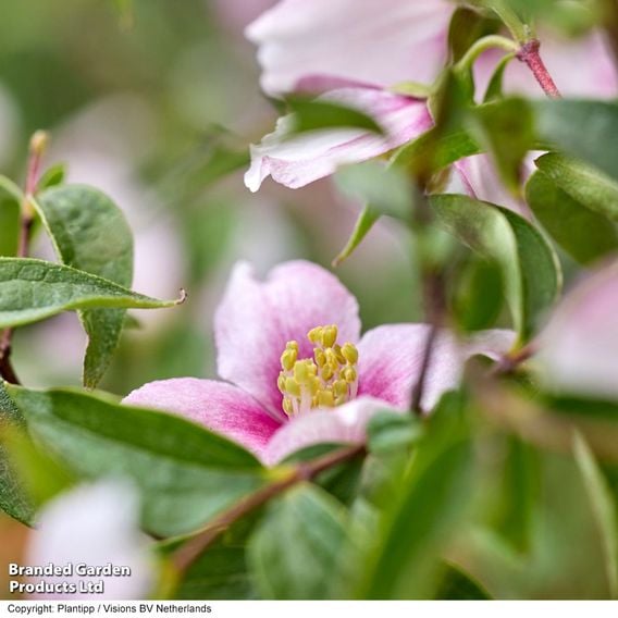 Philadelphus 'Petite Perfume Pink'