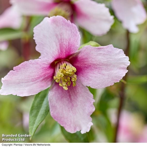 Philadelphus 'Petite Perfume Pink'