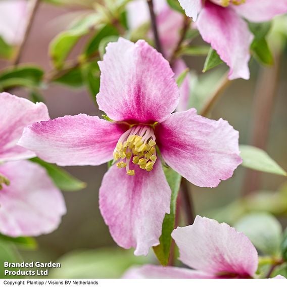 Philadelphus 'Petite Perfume Pink'