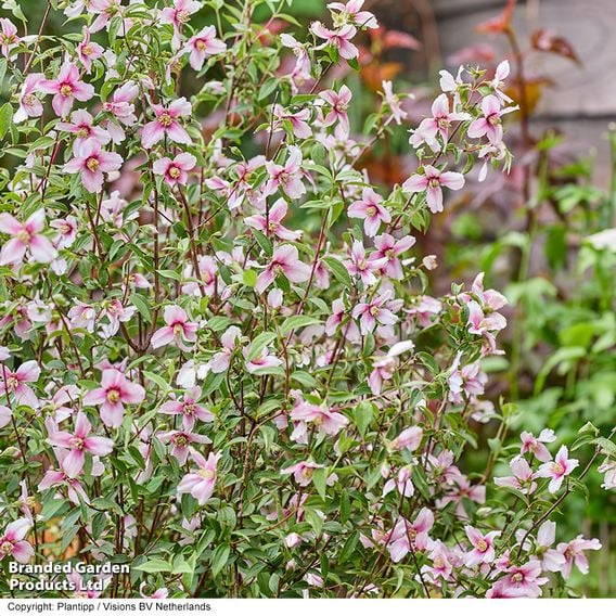 Philadelphus 'Petite Perfume Pink'