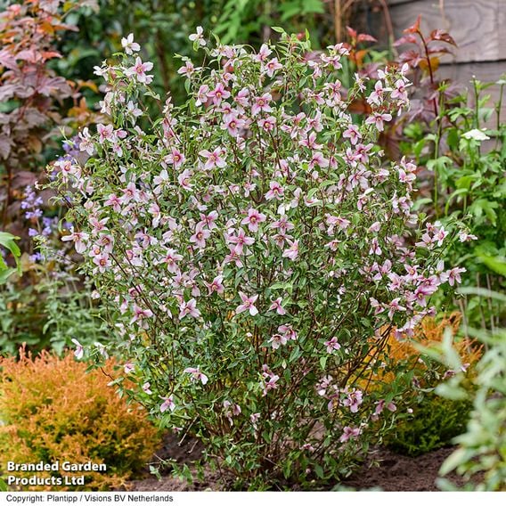 Philadelphus 'Petite Perfume Pink'